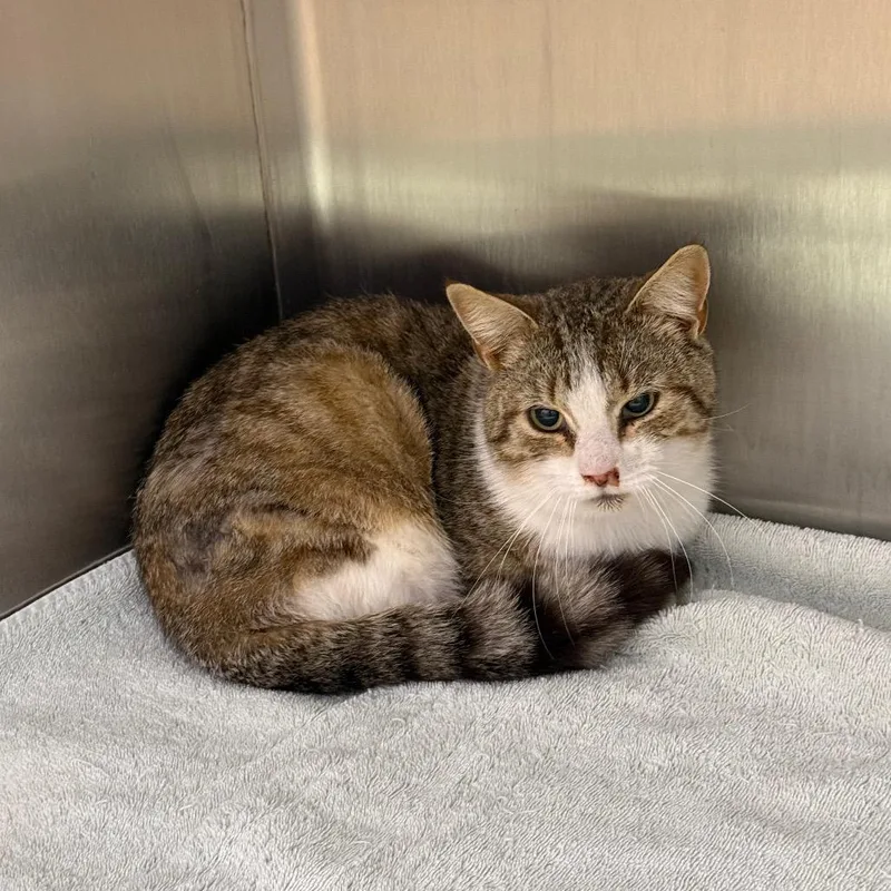 An adult medium-sized male White Domestic Short Hair cat named Flannel for adoption in Madisonville, TN