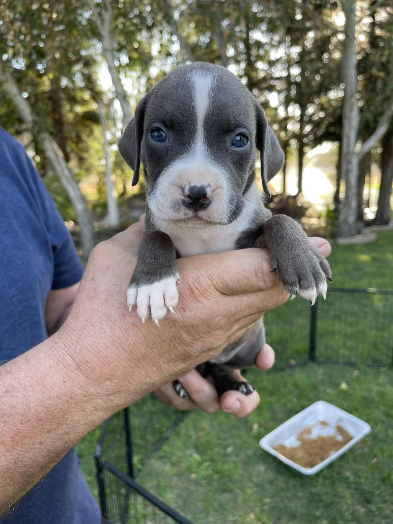 Biscuit