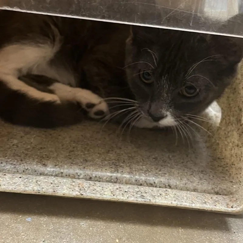 A baby medium-sized female Black Domestic Short Hair cat named Vanta for adoption in Philadelphia, PA