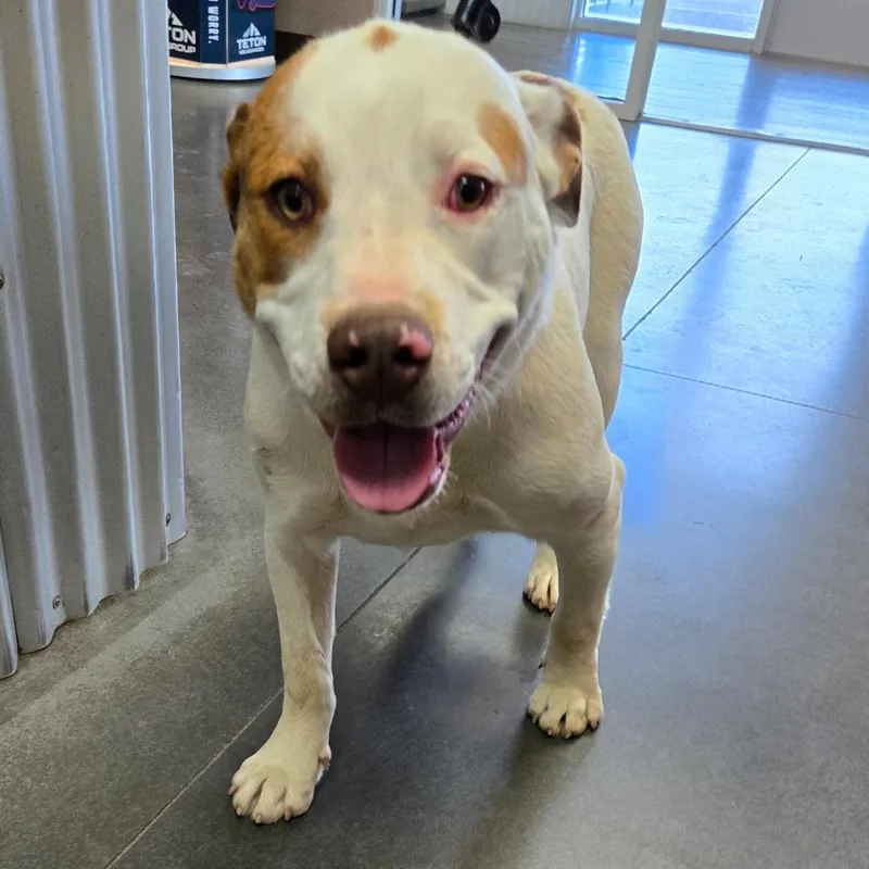 A young medium-sized male White / Cream Pit Bull Terrier dog named Murphy for adoption in Idaho Falls, ID