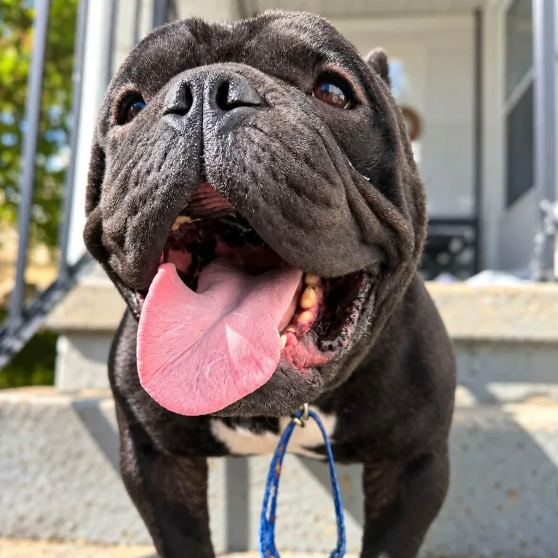 A young medium-sized male English Bulldog dog named Chops for adoption in Shinnston, WV