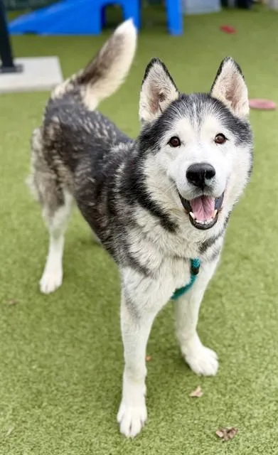 An adult large-sized male Siberian Husky dog named Gregory for adoption in Olivette, MO