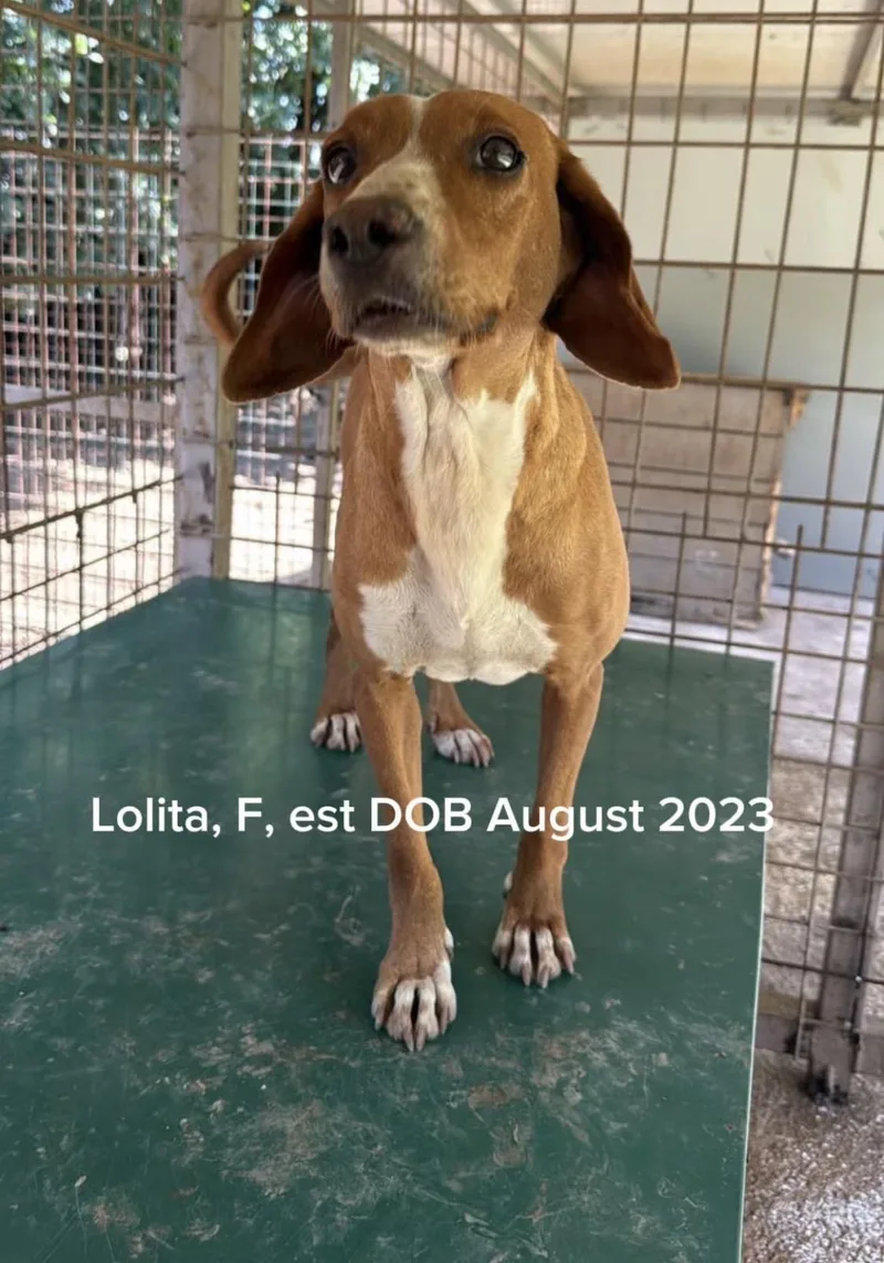 Lolita thumbnail 2