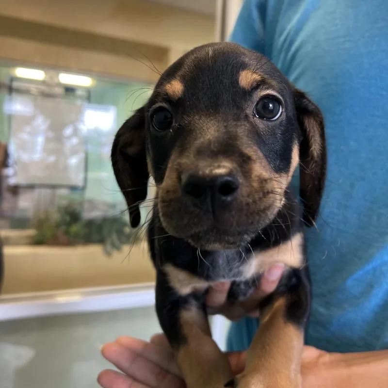 A baby small-sized male Black Mixed Breed dog named Vino for adoption in Naples, FL