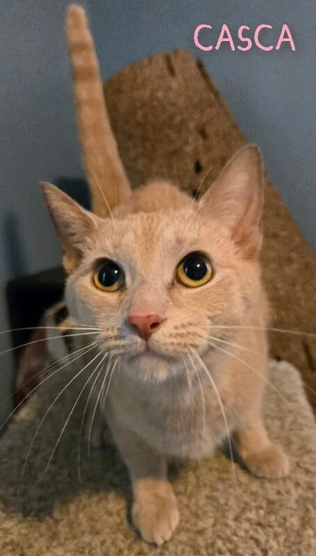 A young medium-sized female Tabby (Buff / Tan / Fawn) Domestic Short Hair cat named Casca for adoption in Adrian, MI