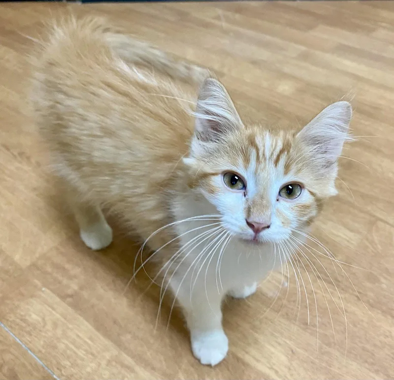 A young medium-sized male Orange & White Domestic Long Hair cat named Presto for adoption in Fargo, ND