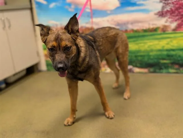 An adult large-sized female Shepherd dog named Rhonda for adoption in Moreno Valley, CA