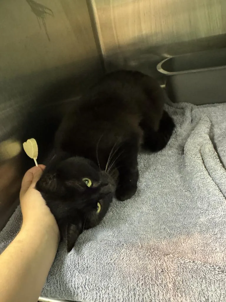 An adult medium-sized female Domestic Short Hair cat named Nevan for adoption in Athens, OH