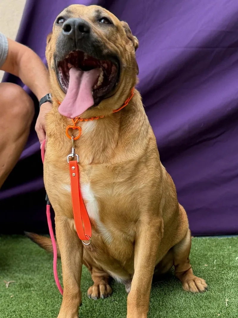 A young medium-sized male Mastiff dog named Trapper for adoption in Glendale, AZ