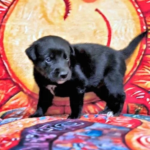 A baby medium-sized male Golden Retriever dog named Mr. Gray for adoption in Rutherfordton, NC
