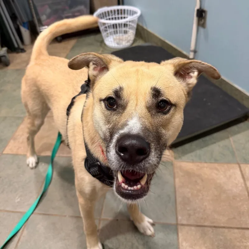 An adult large-sized male White / Cream Mixed Breed dog named Odin for adoption in Chattanooga, TN