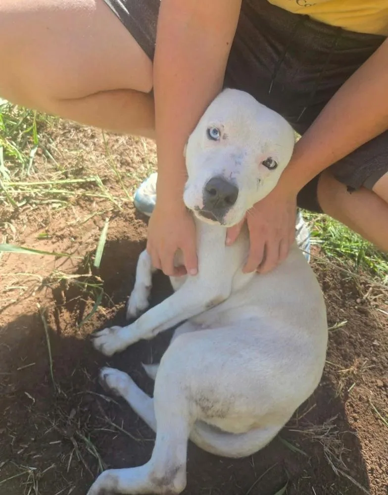 A young medium-sized female White / Cream Pit Bull Terrier dog named Journey for adoption in Tulsa, OK