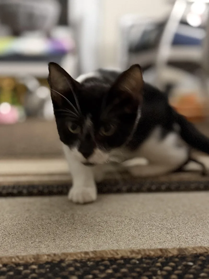 A baby small-sized female Domestic Short Hair cat named Calliope for adoption in Hershey, PA