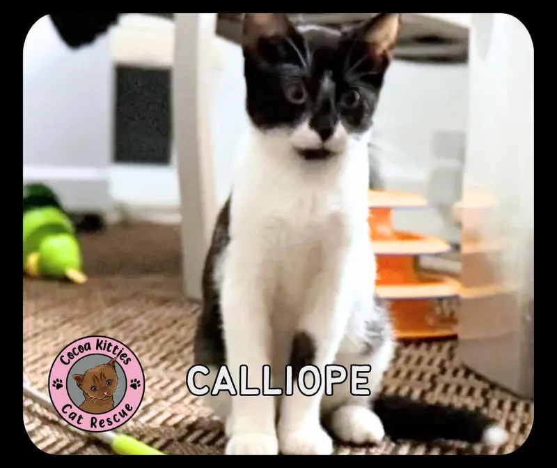 Calliope thumbnail 3