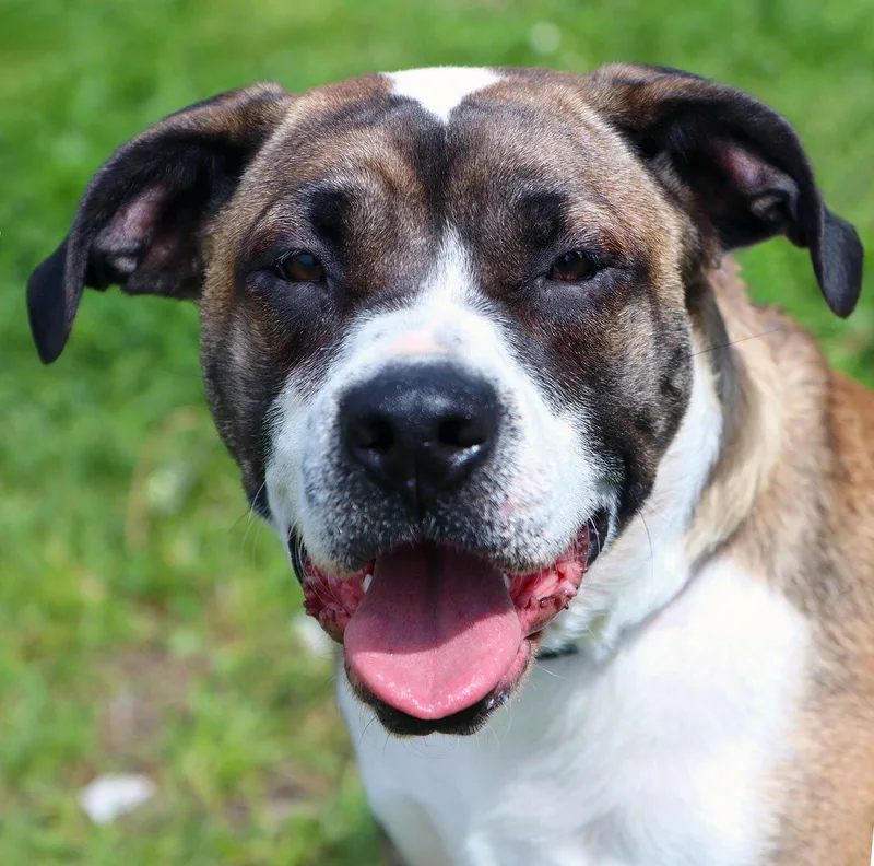 A young medium-sized female Terrier dog named Winky Cl for adoption in Kansas City, MO