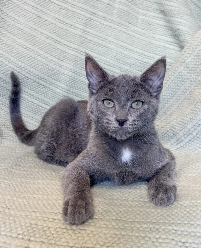 A baby medium-sized male Domestic Short Hair cat named Lincoln for adoption in St. Ignace, MI