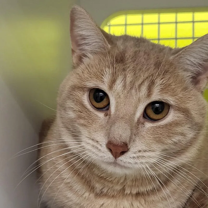An adult medium-sized male Orange / Red Domestic Short Hair cat named Avi for adoption in Middle Village, NY