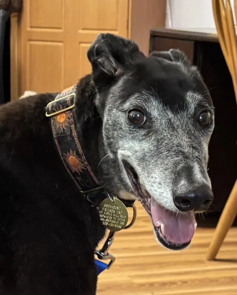An adult large-sized female Greyhound dog named Rush for adoption in Hopkinton, MA