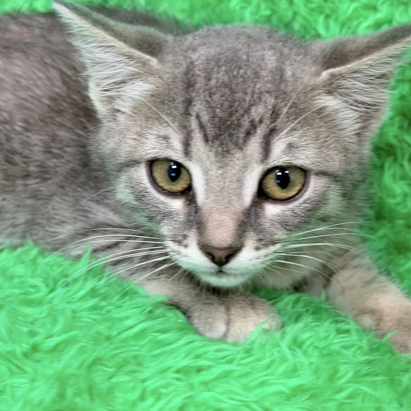 A baby large-sized female Tabby cat named Faith for adoption in Horseshoe Bend, AR