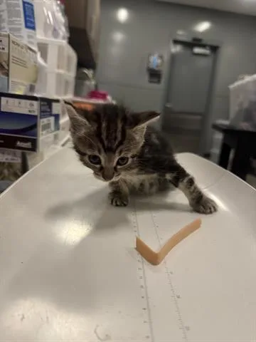 A baby small-sized female Domestic Short Hair cat named (TAN FEMALE) for adoption in San Martin, CA