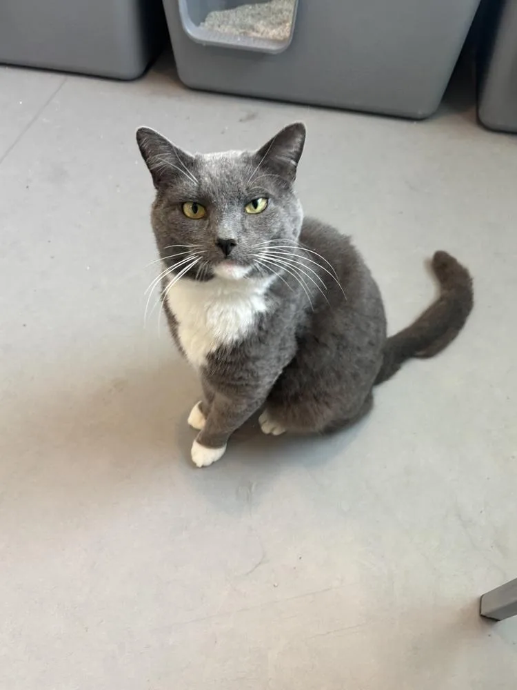 An adult large-sized male Gray & White Domestic Short Hair cat named Anatoly for adoption in Norristown, PA