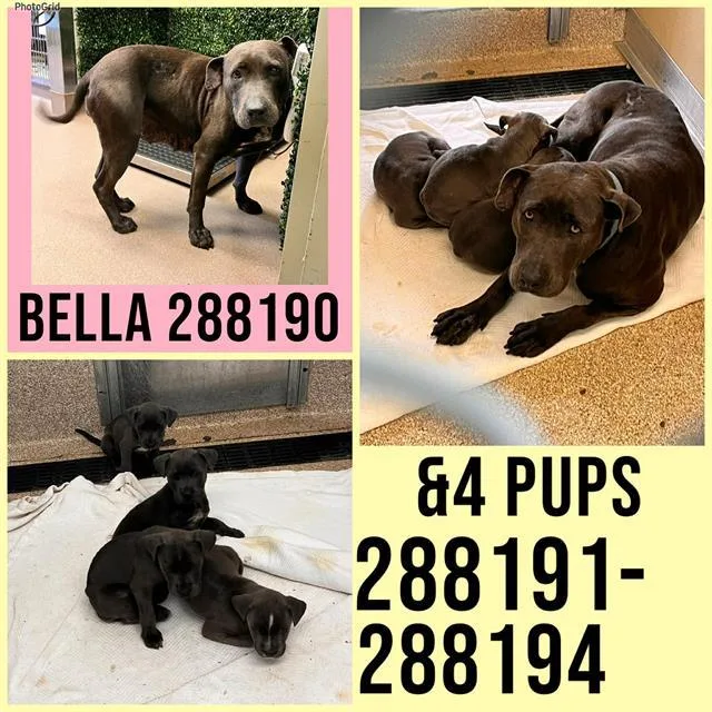An adult large-sized female Mixed Breed dog named Bella for adoption in Macon, GA