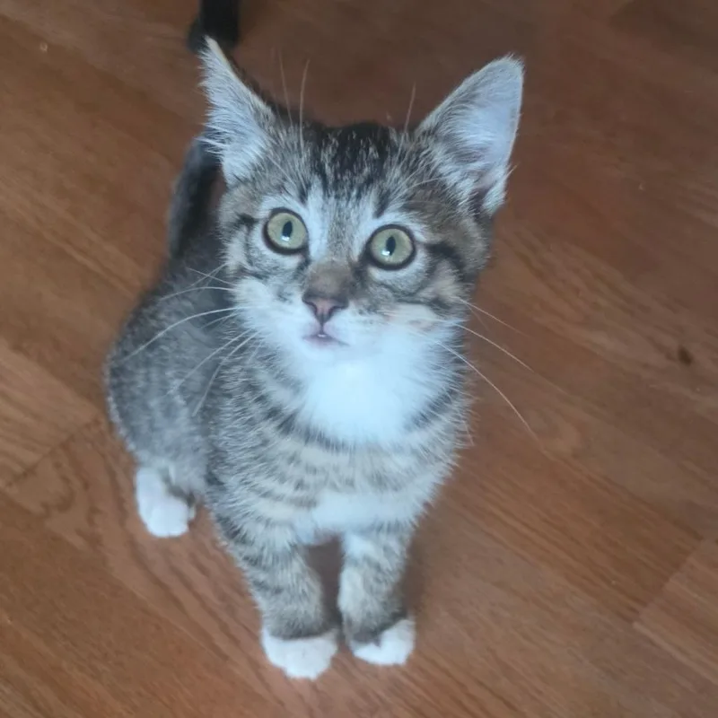 A baby small-sized female Domestic Short Hair cat named Samantha for adoption in Allyn, WA