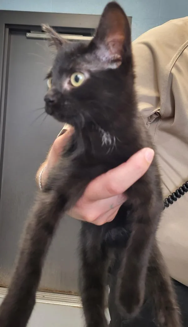 A baby small-sized female Domestic Short Hair cat named Kd for adoption in Lawrenceville, GA