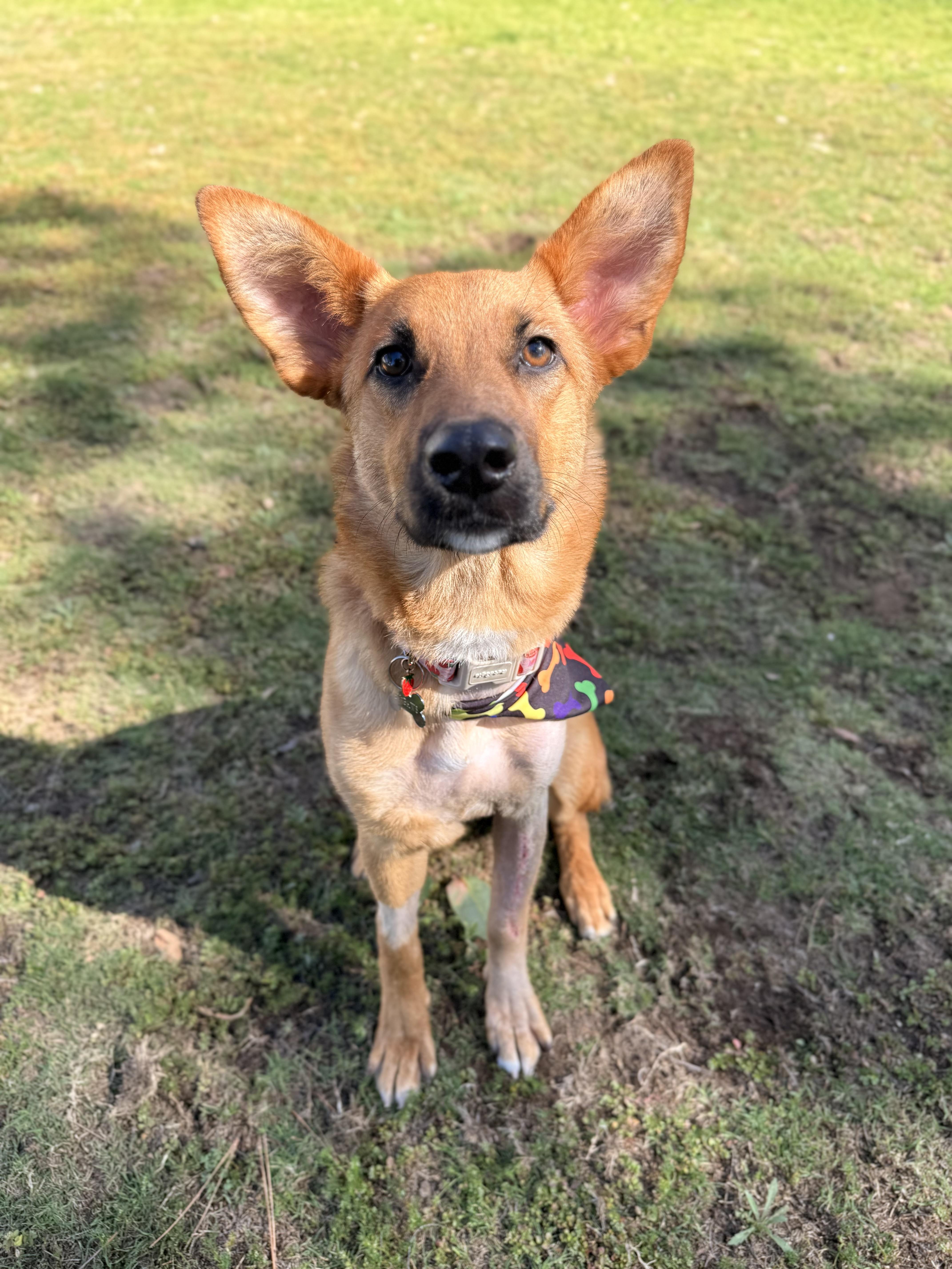 A young medium-sized female Golden German Shepherd Dog dog named Dakota for adoption in Rolling HIlls Estates , CA