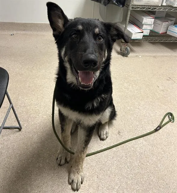A young large-sized male Black German Shepherd Dog dog named Licorice  Urgent! for adoption in Thousand Oaks, CA
