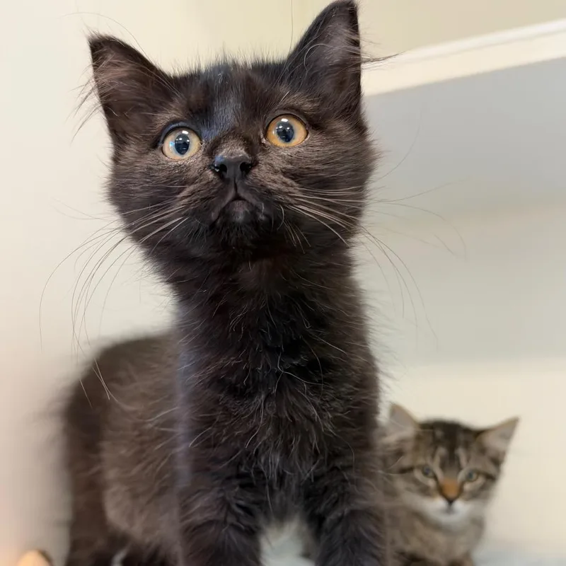 A baby small-sized female Black Domestic Short Hair cat named TMobile for adoption in Greensboro, NC