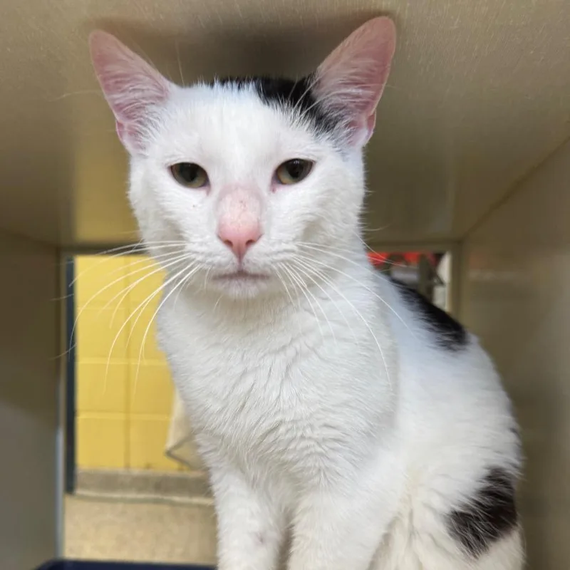 An adult medium-sized male White Domestic Short Hair cat named American Eagle for adoption in West Olive, MI