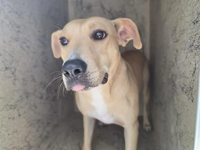An adult medium-sized female Pit Bull Terrier dog named Bonnet for adoption in Garland, TX