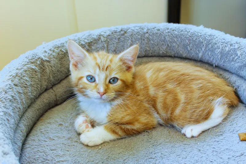 Kumquat thumbnail 2
