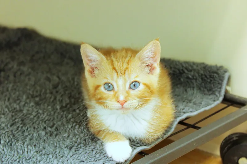 Kumquat thumbnail 4
