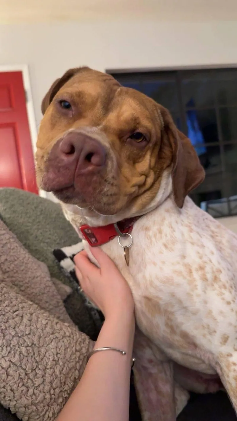 An adult medium-sized female White / Cream English Coonhound dog named Iris for adoption in Burbank, CA