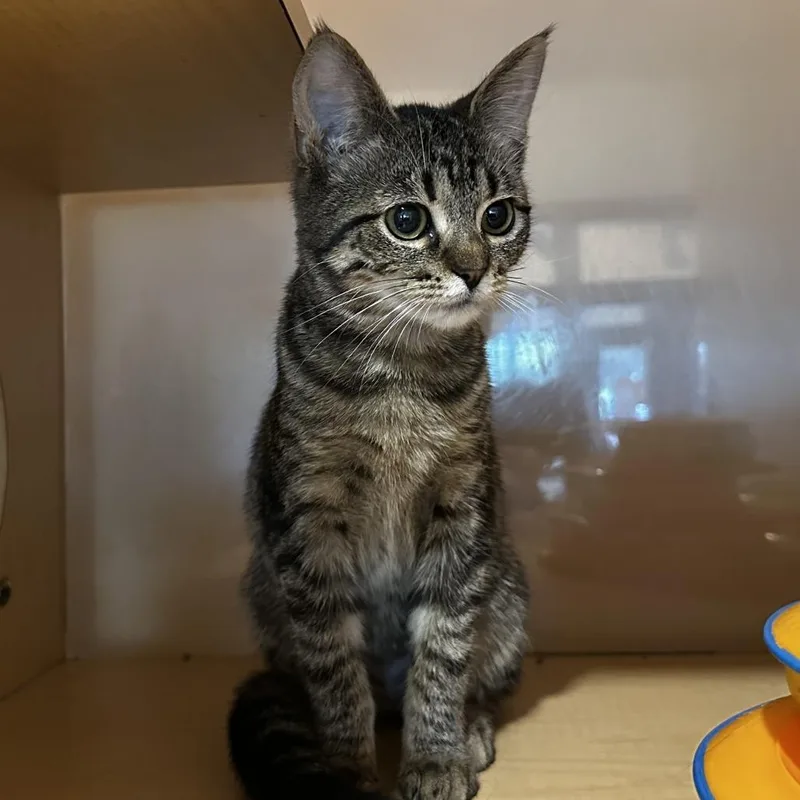 A young small-sized female Brown / Chocolate Domestic Short Hair cat named Dosido for adoption in Washington Township, OH