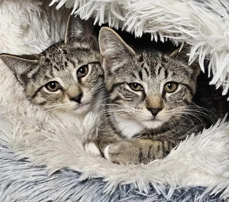 A baby medium-sized male Tabby (Brown / Chocolate) Domestic Short Hair cat named Asbury & Belmar for adoption in Mendham, NJ