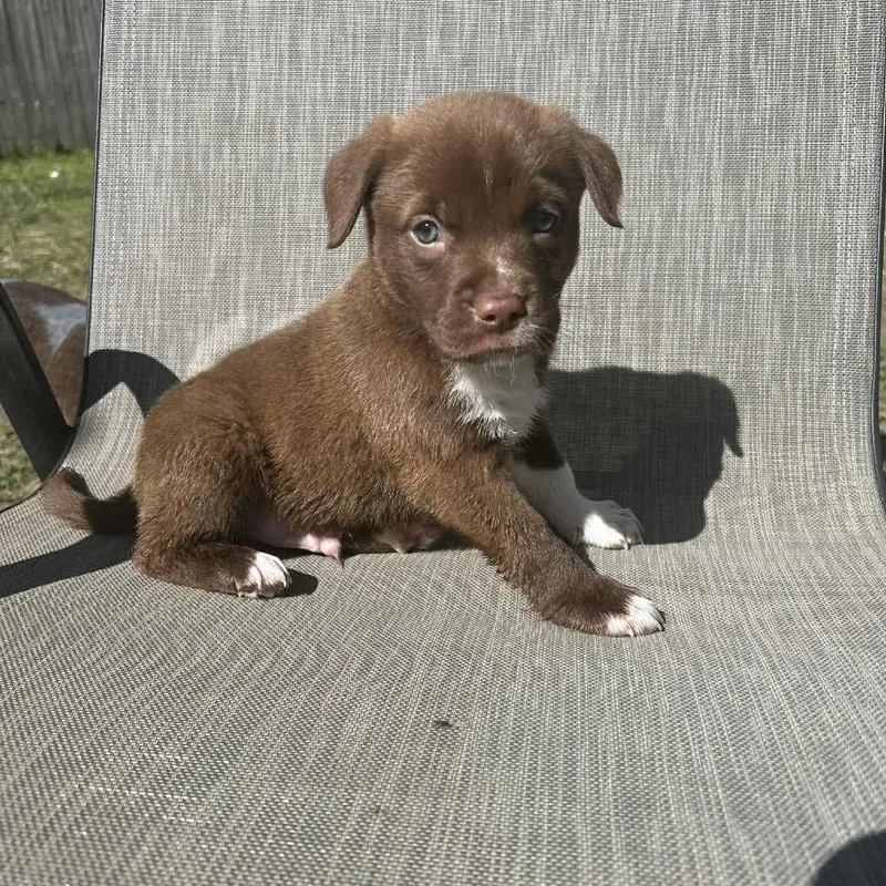 A baby medium-sized male Brown / Chocolate Pit Bull Terrier dog named Hank for adoption in Overland Park, KS