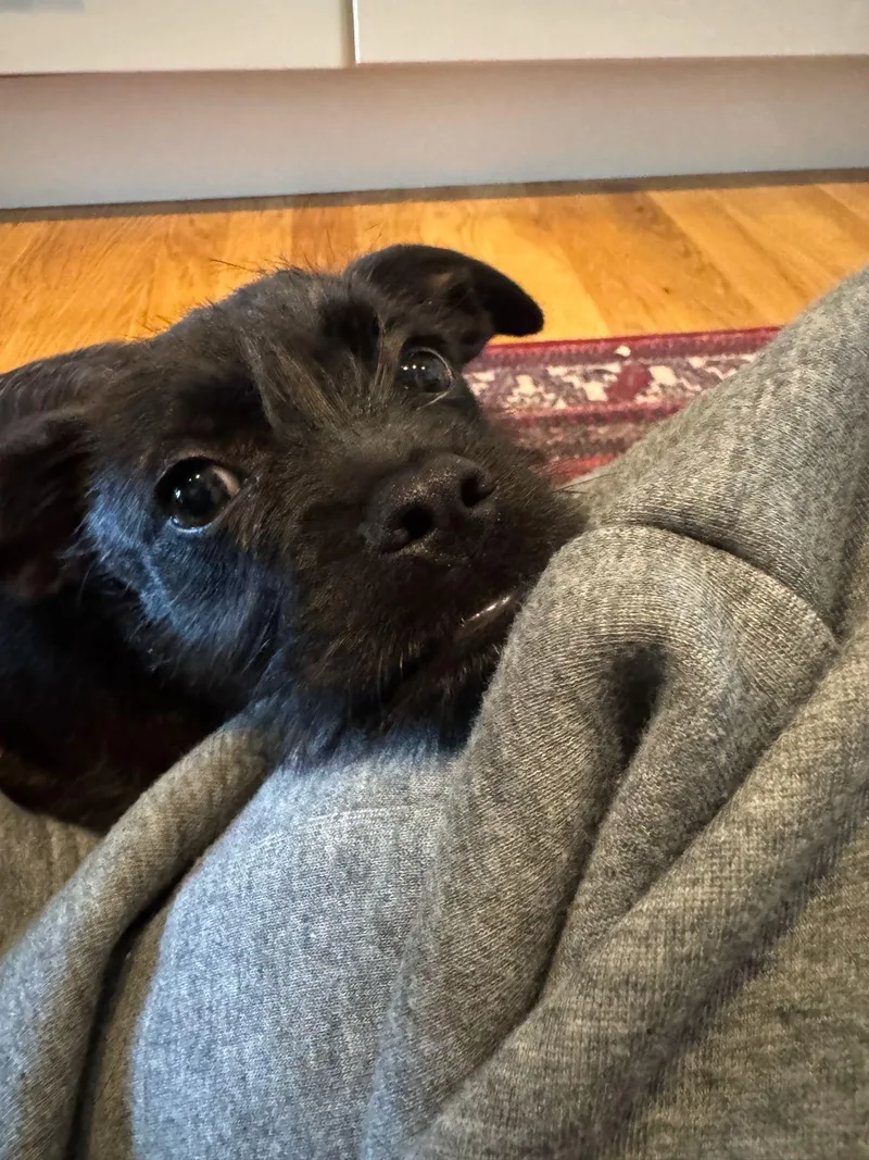 A baby small-sized female Border Terrier dog named Margot for adoption in Los Angeles, CA