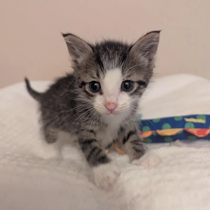 A baby small-sized male Gray / Blue / Silver Domestic Short Hair cat named Jungle Face Jake for adoption in Long Beach, CA