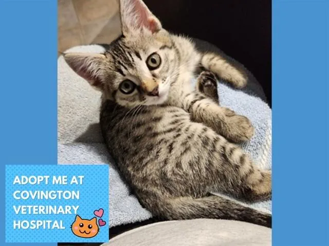 A baby small-sized female Domestic Short Hair cat named Gabby for adoption in Fort Wayne, IN
