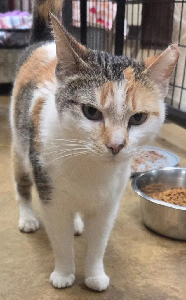 A young medium-sized female Domestic Short Hair cat named Piper for adoption in Olean, NY