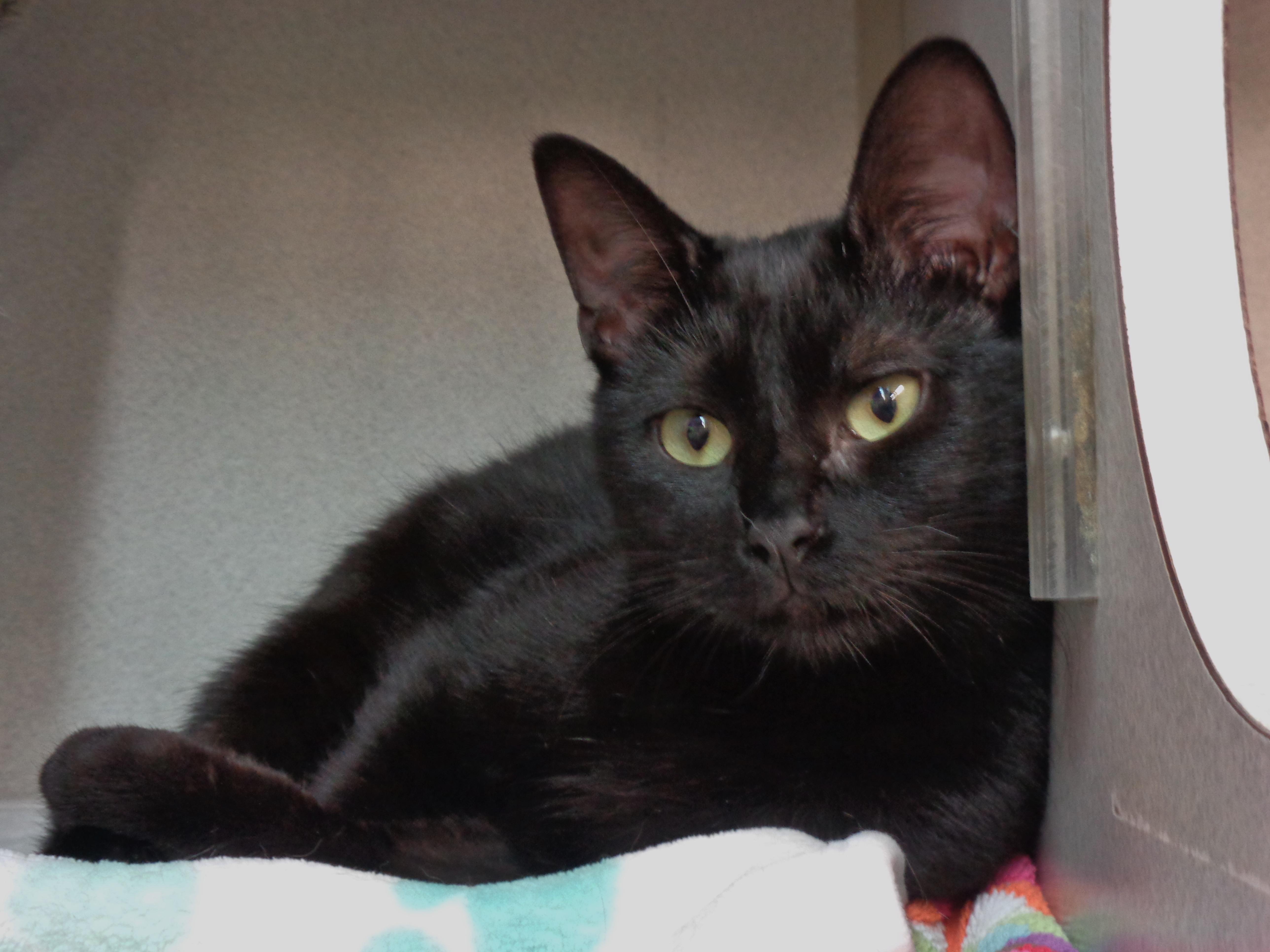 Pinwheel thumbnail 2