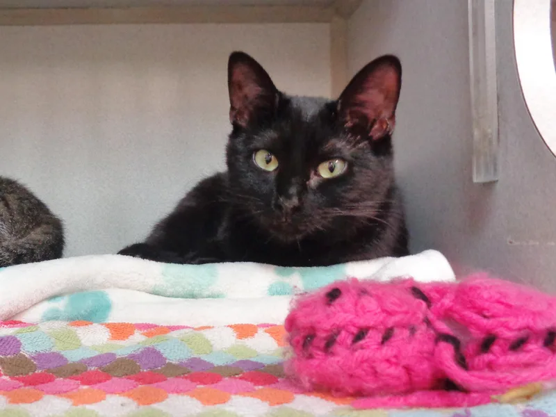 A baby small-sized female Black Domestic Short Hair cat named Pinwheel for adoption in Delhi, NY