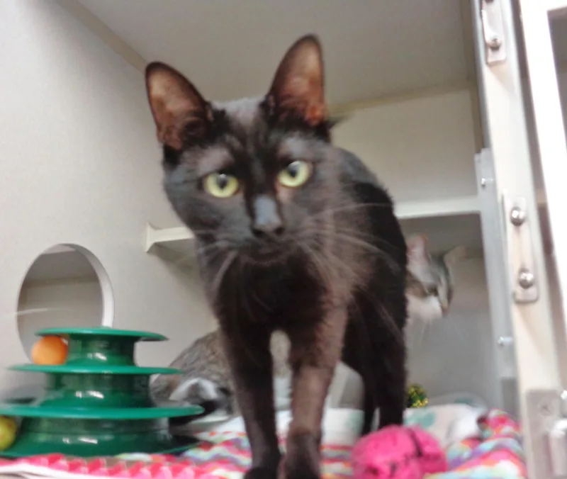 Pinwheel thumbnail 3