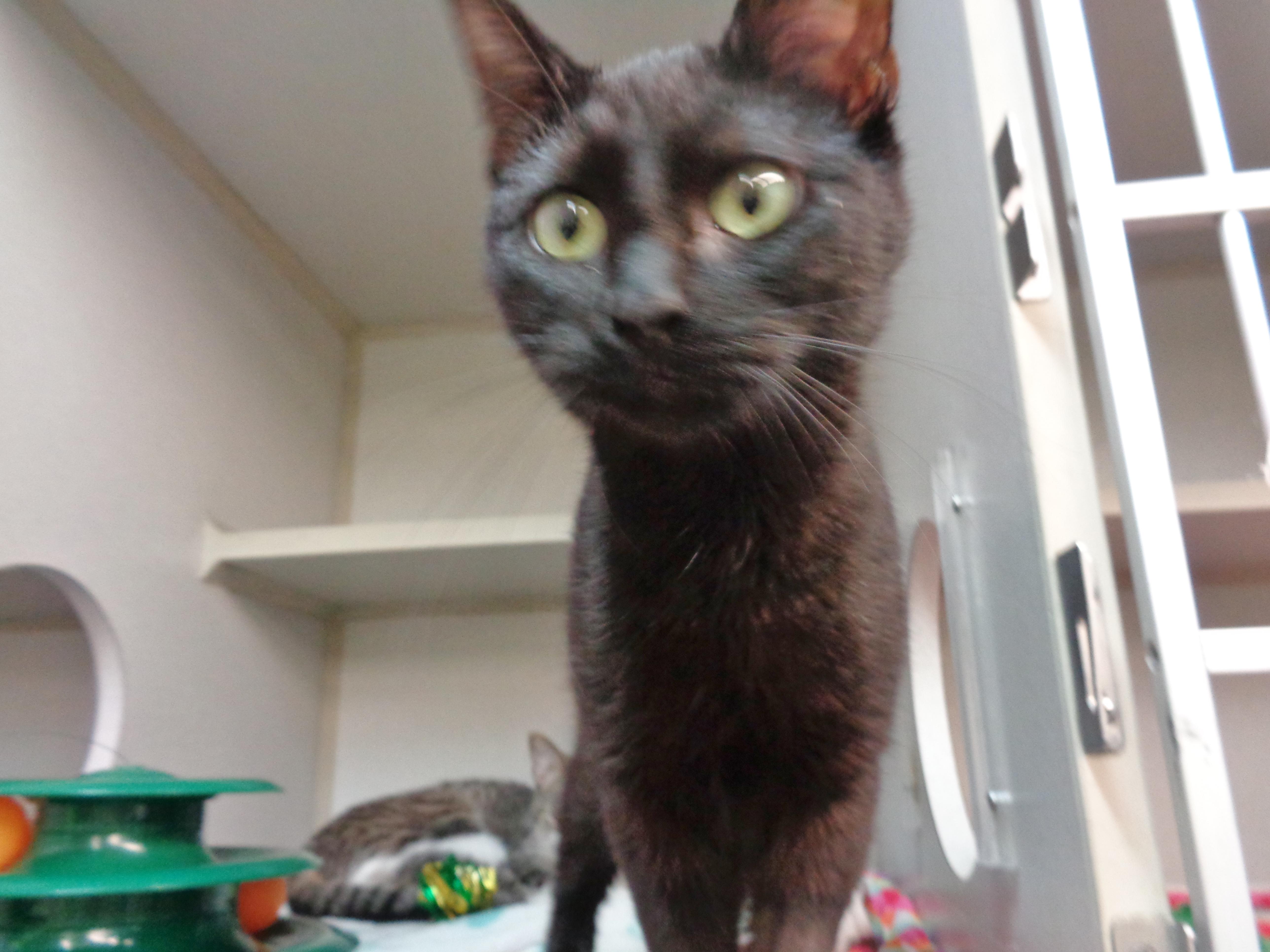 Pinwheel thumbnail 4