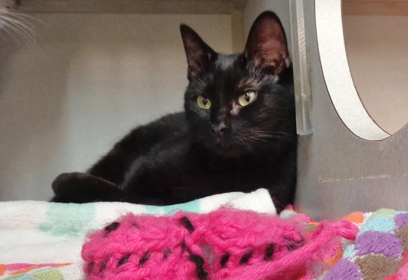 Pinwheel thumbnail 5