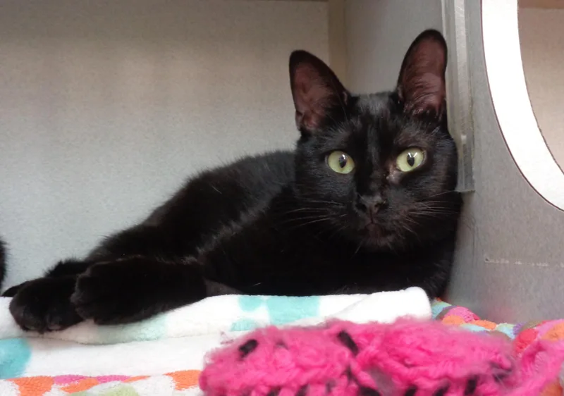 Pinwheel thumbnail 6