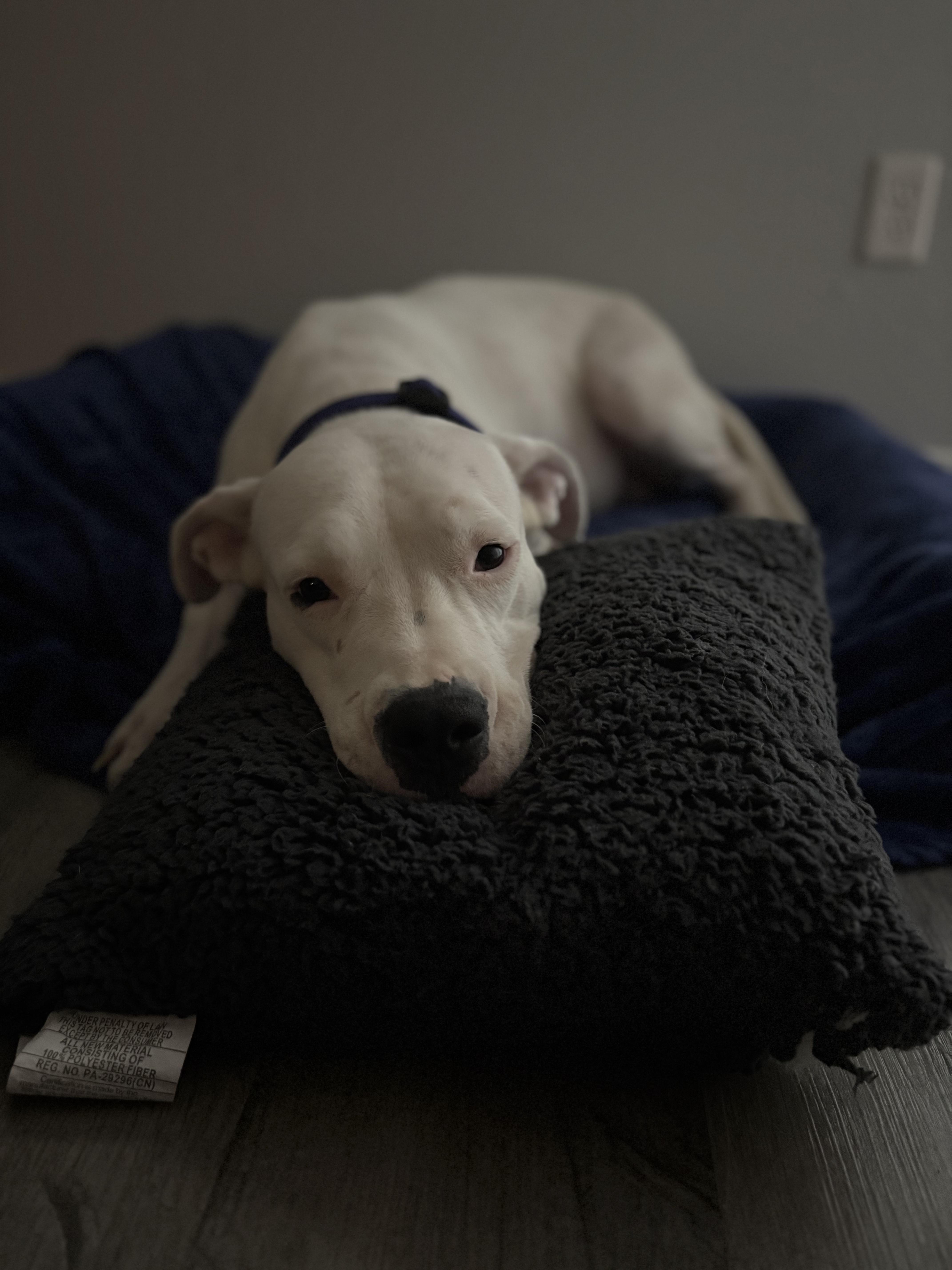 Georgia Peach thumbnail 3